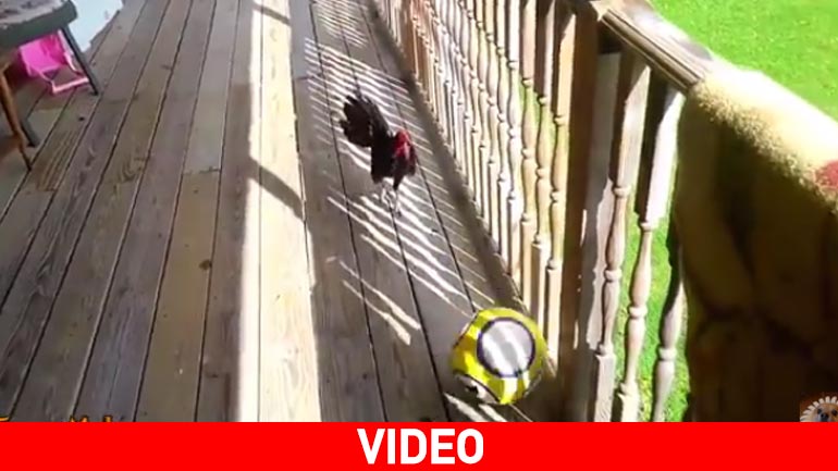 Κοκορομαχίες για τη στρογγυλή θεά…