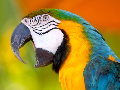 Ο παπαγάλος αποκάλυψε τον δολοφόνο!