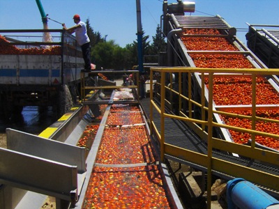 Δεσμεύτηκαν 340 τόνοι προϊόντων ντομάτας