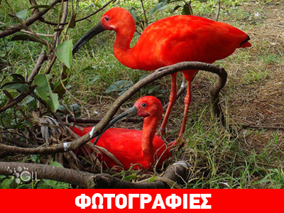 Απίστευτο: Κατακόκκινος πελαργός!