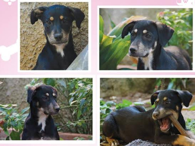 Xαρίζονται αδέσποτα κουταβάκια