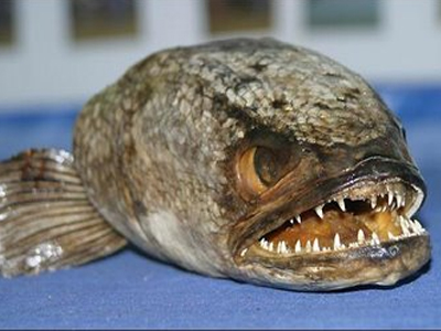 Έβρος: Ψάρεψε πιράνχας 45 εκατοστών Έβρος: Ψάρεψε πιράνχας 45 εκατοστών