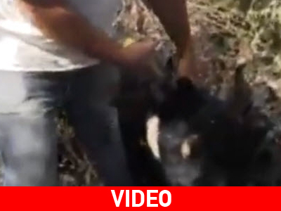 Εξαγριωμένοι οι κάτοικοι στις Καλυθιές για τις επιθέσεις σε ζώα