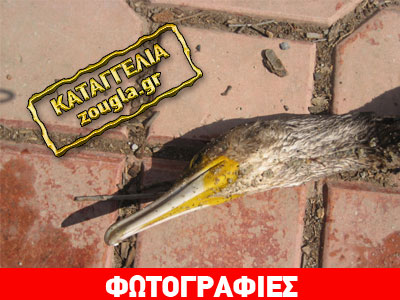 Καταγγελία για δηλητηρίαση πτηνών στην Πιερία