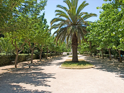 Η έλλειψη κονδυλίων «σκοτώνει» τους φοίνικες της Αθήνας