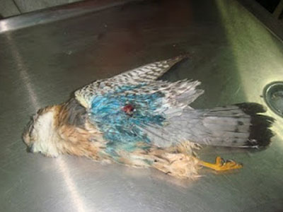 Σπάνια πουλιά βρέθηκαν δηλητηριασμένα στον Νέστο Σπάνια πουλιά βρέθηκαν δηλητηριασμένα στον Νέστο