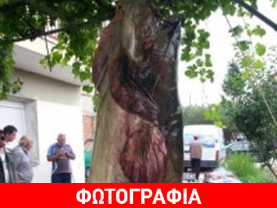 Ψάρεψαν γουλιανό 145 κιλών στη Λίμνη Πολυφύτου