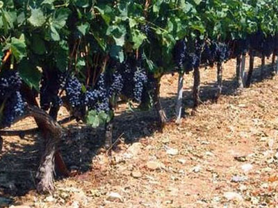 «Σώζεται» το ελληνικό κρασί από το ρωσικό εμπάργκο