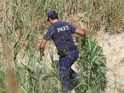 Ηλεία: Εντόπισαν τη χασισοφυτεία, τους ξέφυγε ο καλλιεργητής