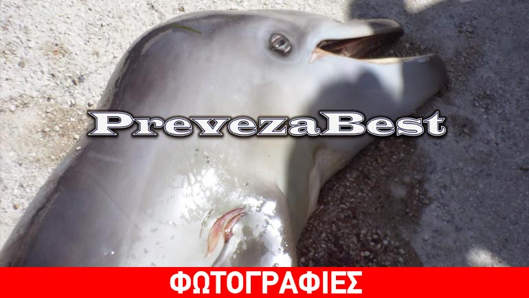 Νεκρό δελφίνι στο λιμάνι της Πρέβεζας