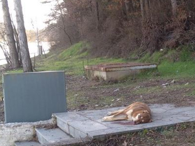 Επικήρυξη 2.000 ευρώ για τους δολοφόνους αδέσποτων ζώων