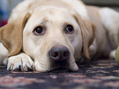 Λαμία: Επικήρυξαν τον δολοφόνο που ρίχνει φόλες σε σκυλιά