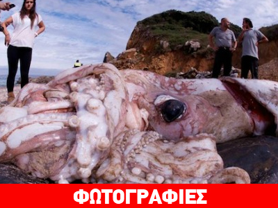 Γιγάντιο καλαμάρι σε παραλία της Ισπανίας