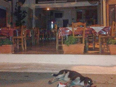 Στην εισαγγελία πρωτοδικών η υπόθεση θανάτωσης σκύλου