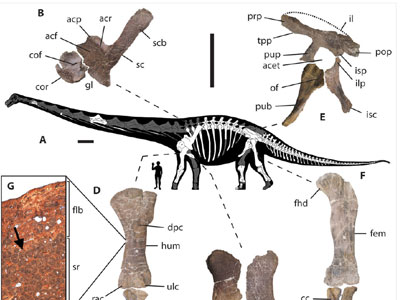 Ανακαλύφθηκε ο μεγαλύτερος δεινόσαυρος που περπάτησε στη Γη