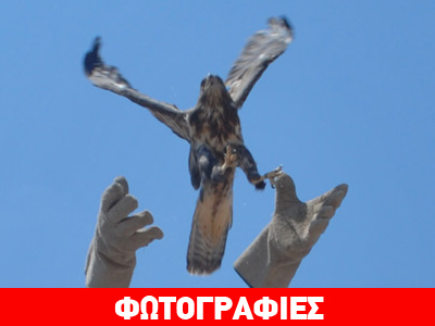 Πέταξαν περήφανα προς την ελευθερία!‏