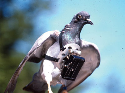 Κέρκυρα: Με… νεκρό περιστέρι προσπάθησαν να περάσουν bluetooth στις φυλακές