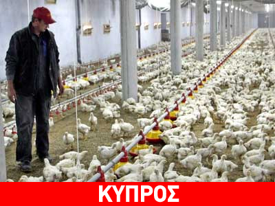 Συναγερμός για μόλυνση από ψευδοπανώλη