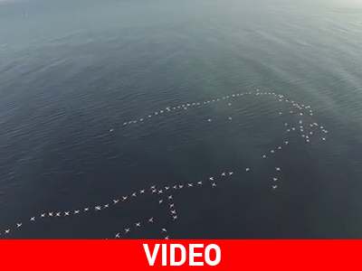 Φλαμίνγκο στη Λευκάδα! Φλαμίνγκο στη Λευκάδα!