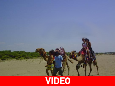 Καμήλες στη… σαχάρα της Πάτρας