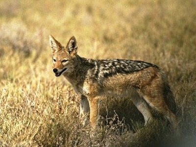 Nεκρά τσακάλια στο Δέλτα του Νέστου