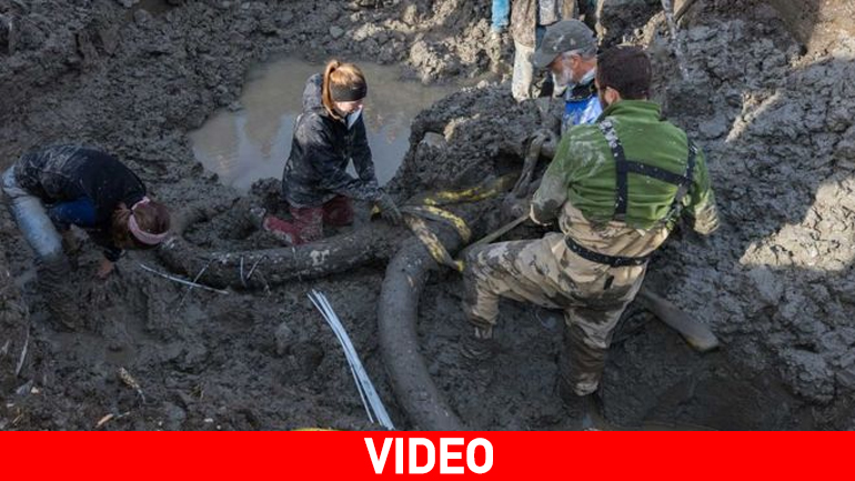 Αγρότες ξέθαψαν οστά προϊστορικού μαμούθ