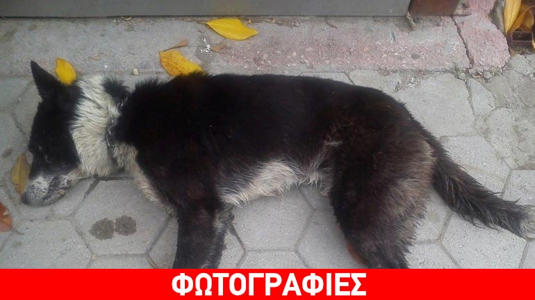 Δεκάδες νεκρά σκυλιά,  γάτες ακόμη και λαγοί από φόλες στην Πτολεμαΐδα