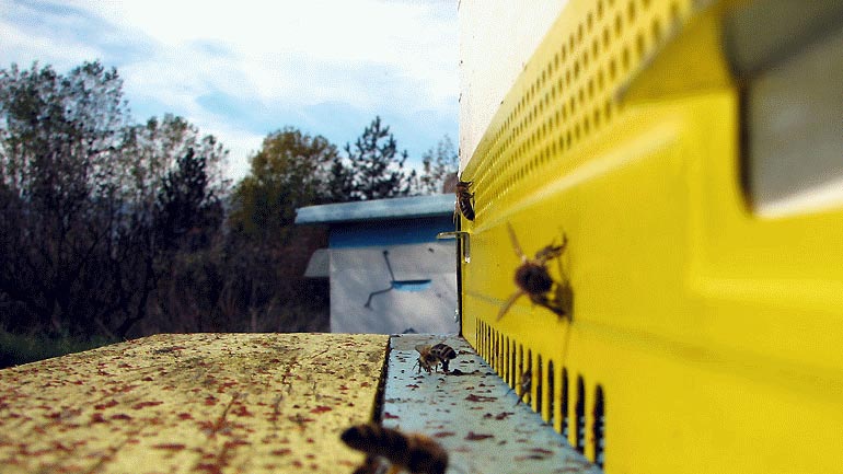 Kλέφτες… μελισσών