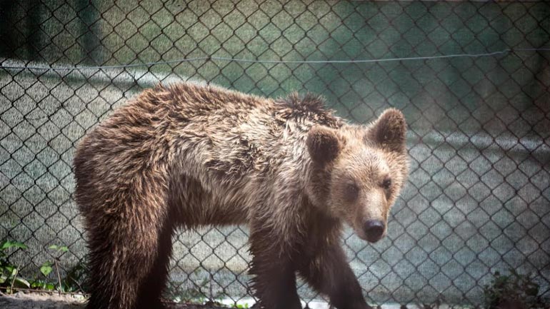 H WIND στο πλευρό του ΑΡΚΤΟΥΡΟΥ