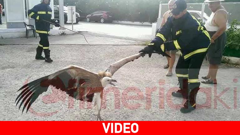 Γυπαετός επισκέφθηκε… ταράτσα σπιτιού στα Χανιά!