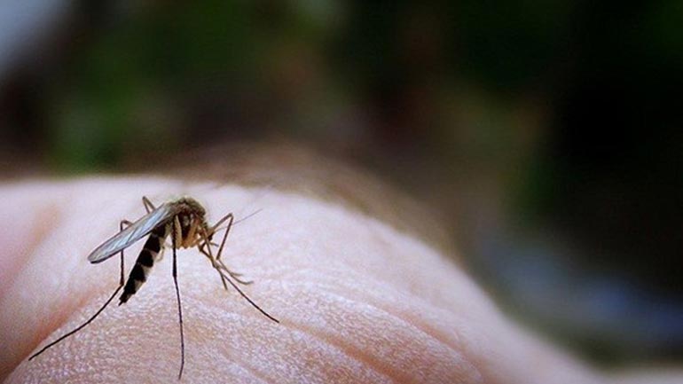 Τα κουνούπια επιλέγουν… «γλυκοαίματους» βάσει DNA