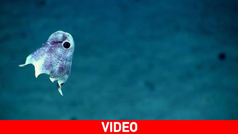 Τα άγνωστα θαλάσσια πλάσματα που κατέγραψαν οι επιστήμονες σε βάθος 6.000 μέτρων