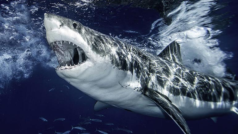 Ιταλία: Δουλέμπορος πέταξε το πτώμα μετανάστη στους καρχαρίες