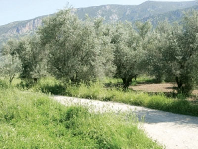 Oι Γάλλοι στους «Δρόμους της Ελιάς»