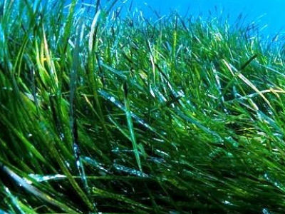 Έρευνα για παραγωγή βιοκαυσίμων από μικροφύκη