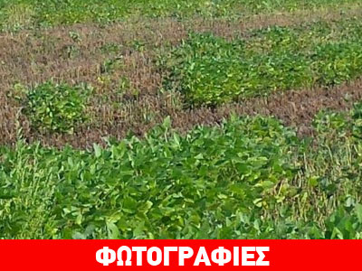 Kαβάλα: Καταστράφηκαν σχεδόν ολοσχερώς οι καλλιέργειες σόγιας στα Τενάγη