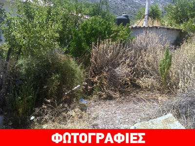 Aγροτεμάχια… κάνναβης στην Παιανία