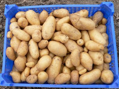 Kατήργησαν τους μεσάζοντες μέσω Διαδικτύου