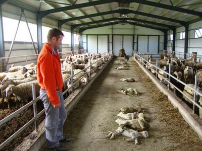 Κανονικά οι αποζημιώσεις κτηνοτρόφων για τα κρούσματα καταρροϊκού πυρετού