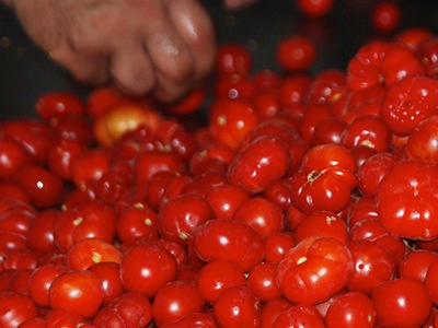 Ενδιαφέρον ερευνητών για το ντοματάκι Σαντορίνης