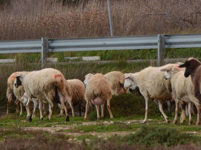 Εξαπλώνεται επικίνδυνα ο καταρροϊκός πυρετός των προβάτων