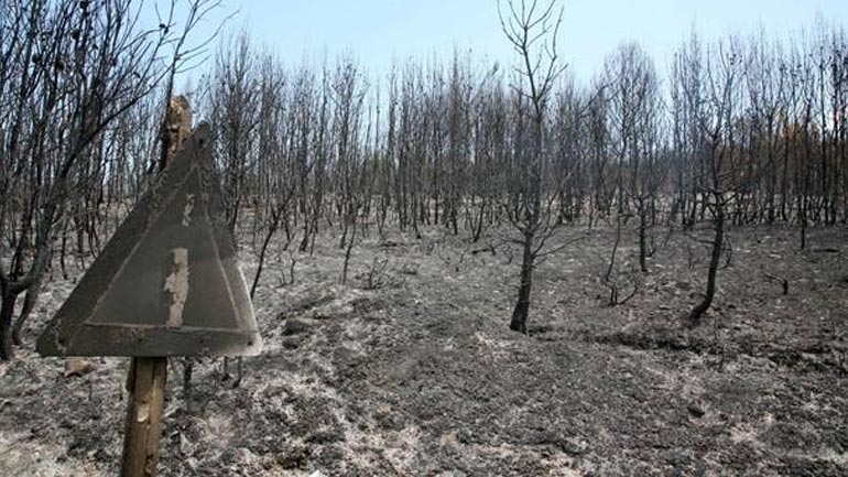 Στάχτη έγιναν τριάντα στρέμματα δάσους στη Σάμο