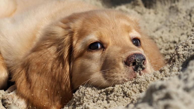 Παγκόσμια Ημέρα Αδεσπότων Ζώων