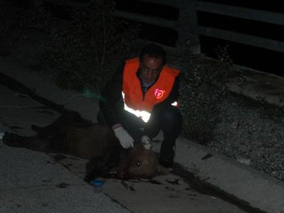 Νεκρό αρκουδάκι από σύγκρουση με Ι.Χ.