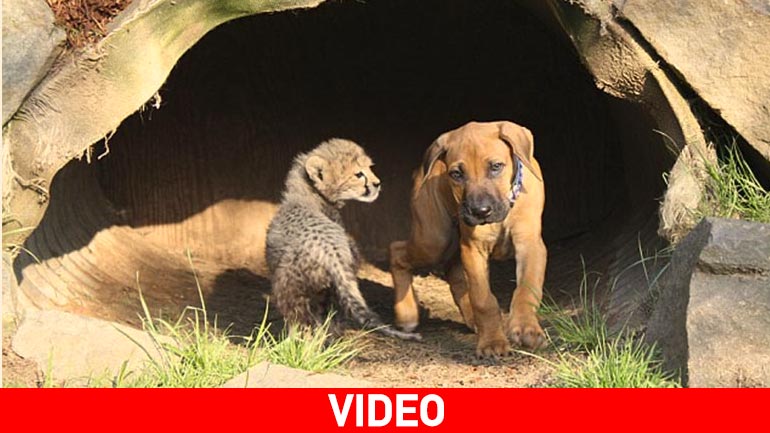 Γεννήθηκαν μαζί και έγιναν οι καλύτεροι φίλοι…