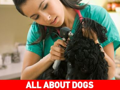 Προβλήματα συμπεριφοράς στον κτηνίατρο