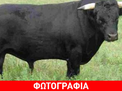 Κρήτη: Ταύρος εκβράστηκε σε παραλία