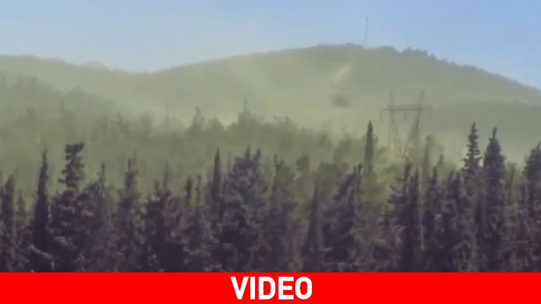 Σύννεφα γύρης στο Σέιχ Σου…