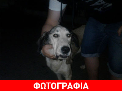 Χαρίζεται αδέσποτο σκυλάκι…