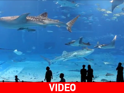 Ενυδρείο-γίγας στην Ιαπωνία